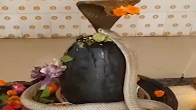 Serpent Sanctity: Snake Coils Around Shivling in Chhattisgarh Temple