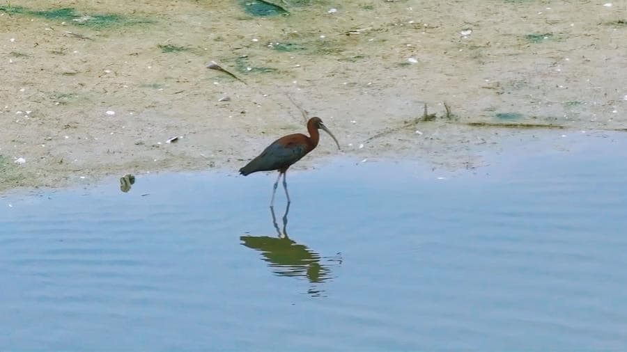 Rare Glossy Ibis Spotted After 15-Year Absence in Chinese Nature Reserve