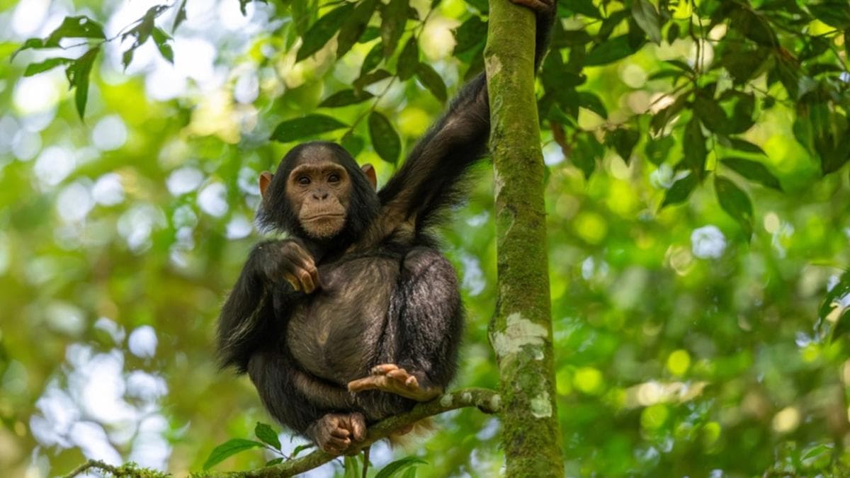 Baby Chimp's Gravity-Defying Antics Captivate North Carolina Zoo