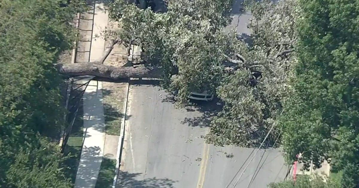 Paralyzed Mother Sues Homeowner After Tree Crushes Her SUV