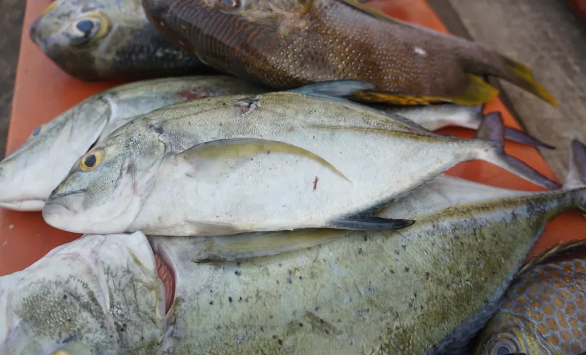 Endangered Species Sold in Booming Asian Fish Maw Trade