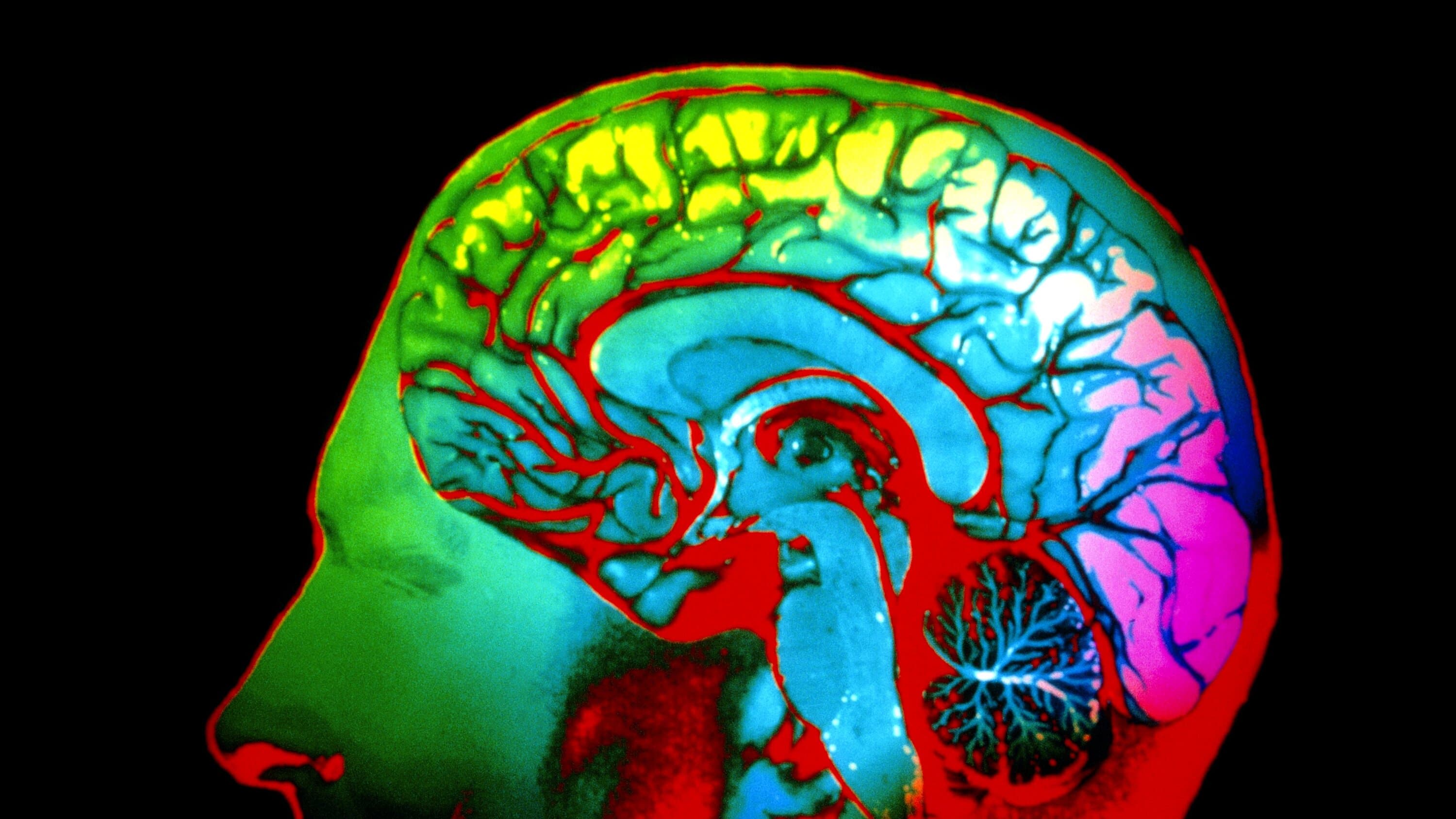 Shared Color Perception Uncovered in Landmark Brain Study