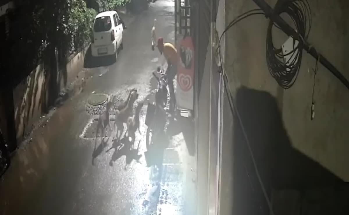 Man Fends Off 7 Stray Dogs in Dramatic Maharashtra Attack