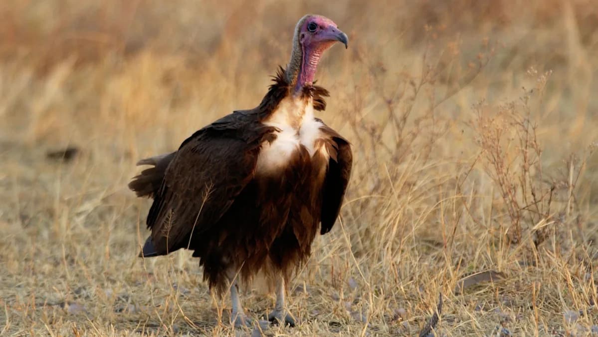 Falconry Center Breeds Rare African Vultures to Prevent Extinction