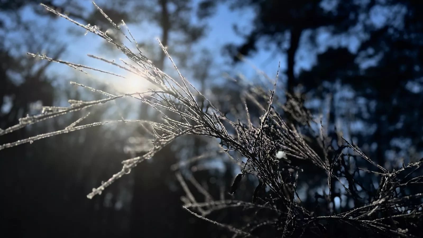 Frost and Freeze Warnings Issued Across Central US Ahead of Early Fall Chill