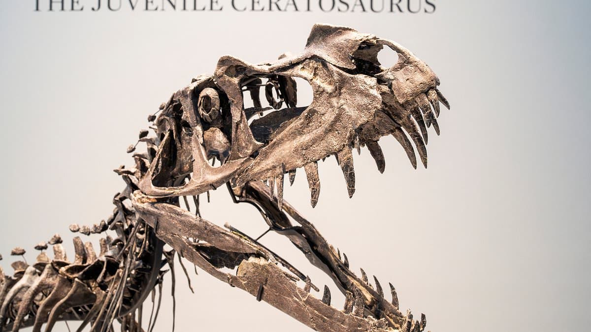 Dinosaur Skeleton Sells for Jaw-Dropping $30.5 Million at Auction