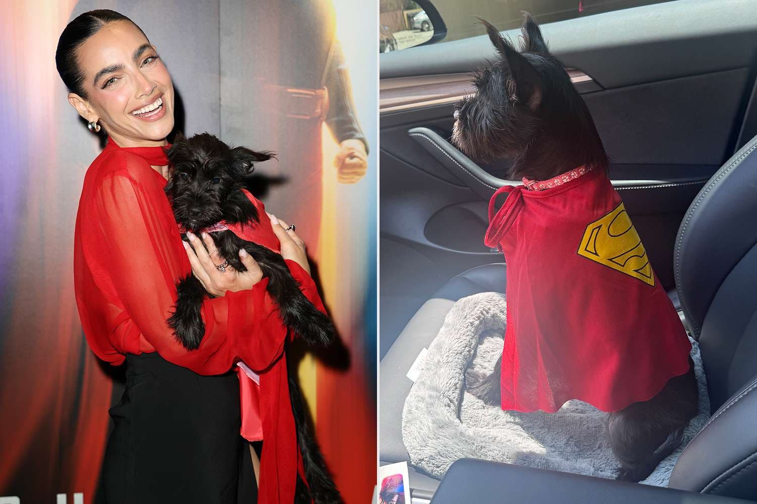 Actress Adopts Rescue Dog at Superman Screening, Becomes Real-Life Superhero