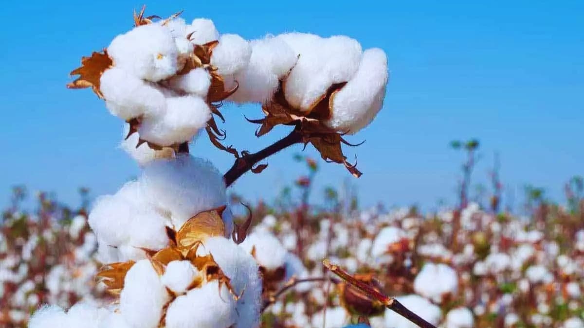 India's Cotton Crisis: Plummeting Production and Rising Imports