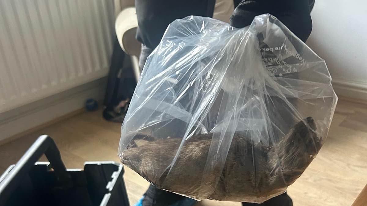 Massive 22-Inch Rat Discovered in UK Home, Sparking Outrage