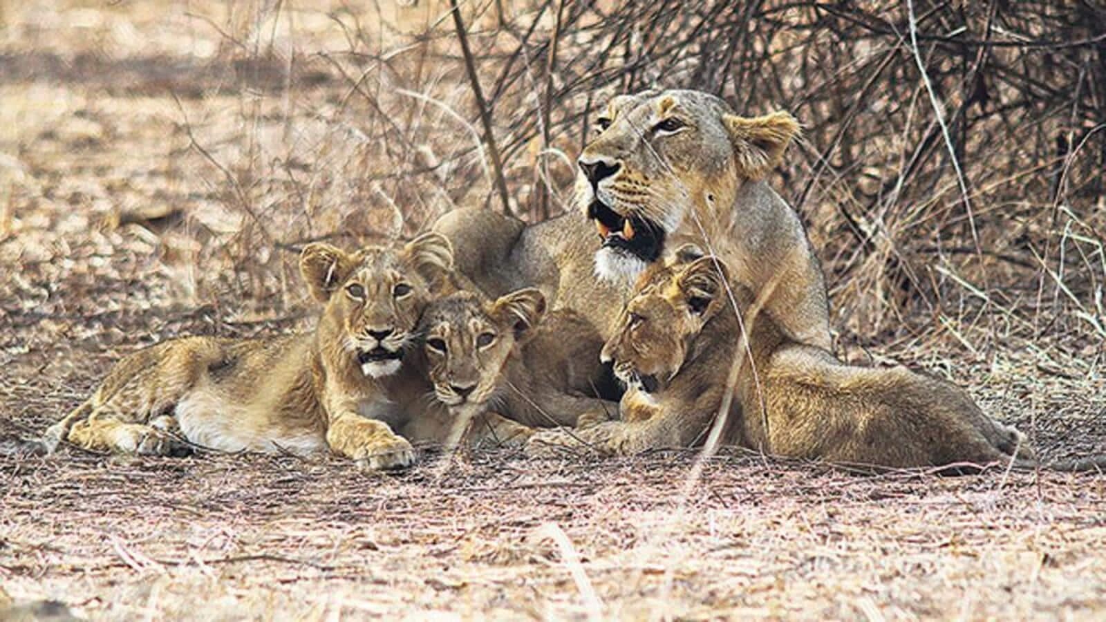 Asiatic Lion Deaths Soar in Gujarat, Unnatural Causes Dominate