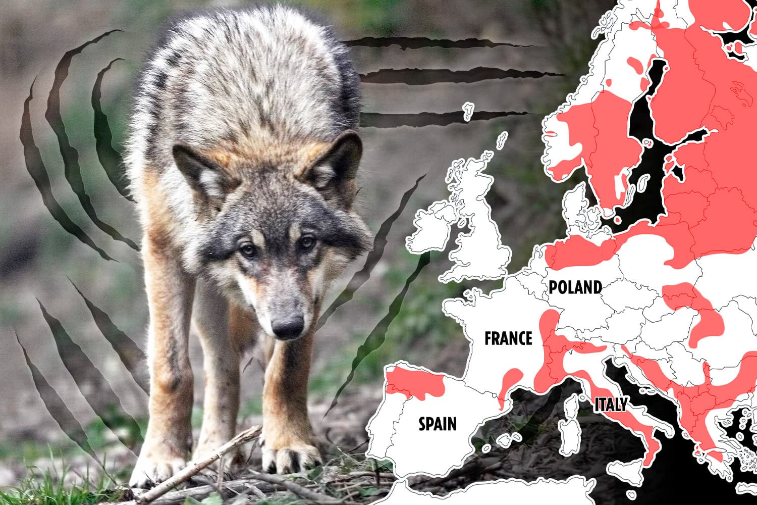 Wolves Prowl European Holiday Spots, Attacking Pets, Livestock, and Children