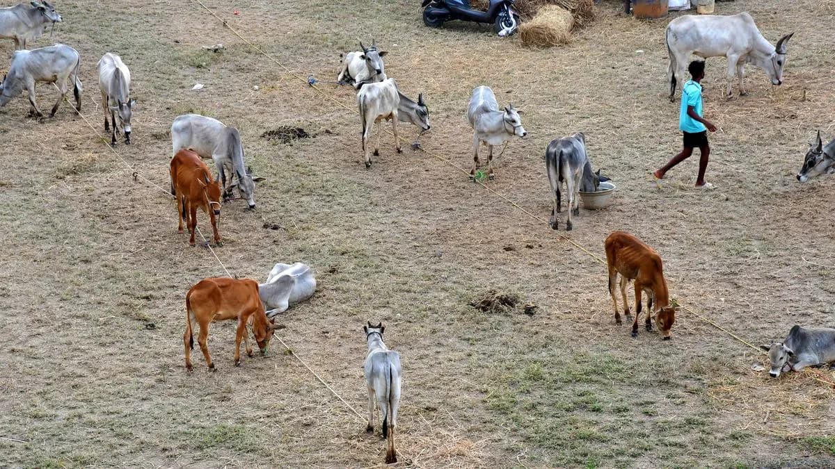 Empowering India's Dairy Farmers: Nutrition and Structured Procurement Drive Change