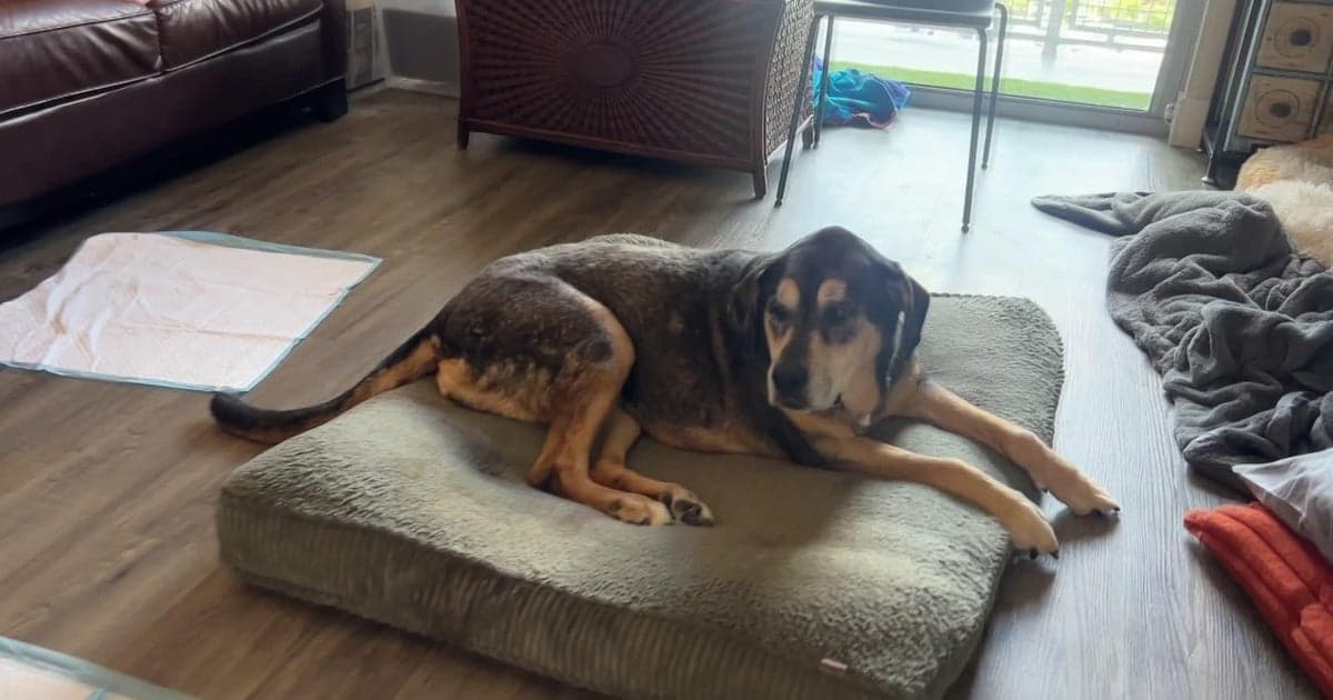 Heartbroken Miami Woman Loses 14-Year-Old Dog to Preventable Parvovirus