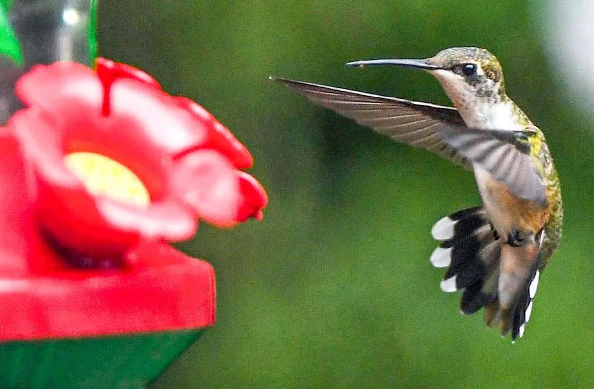 Hummingbird Invasion Sweeps Middle Tennessee Ahead of Massive Migration