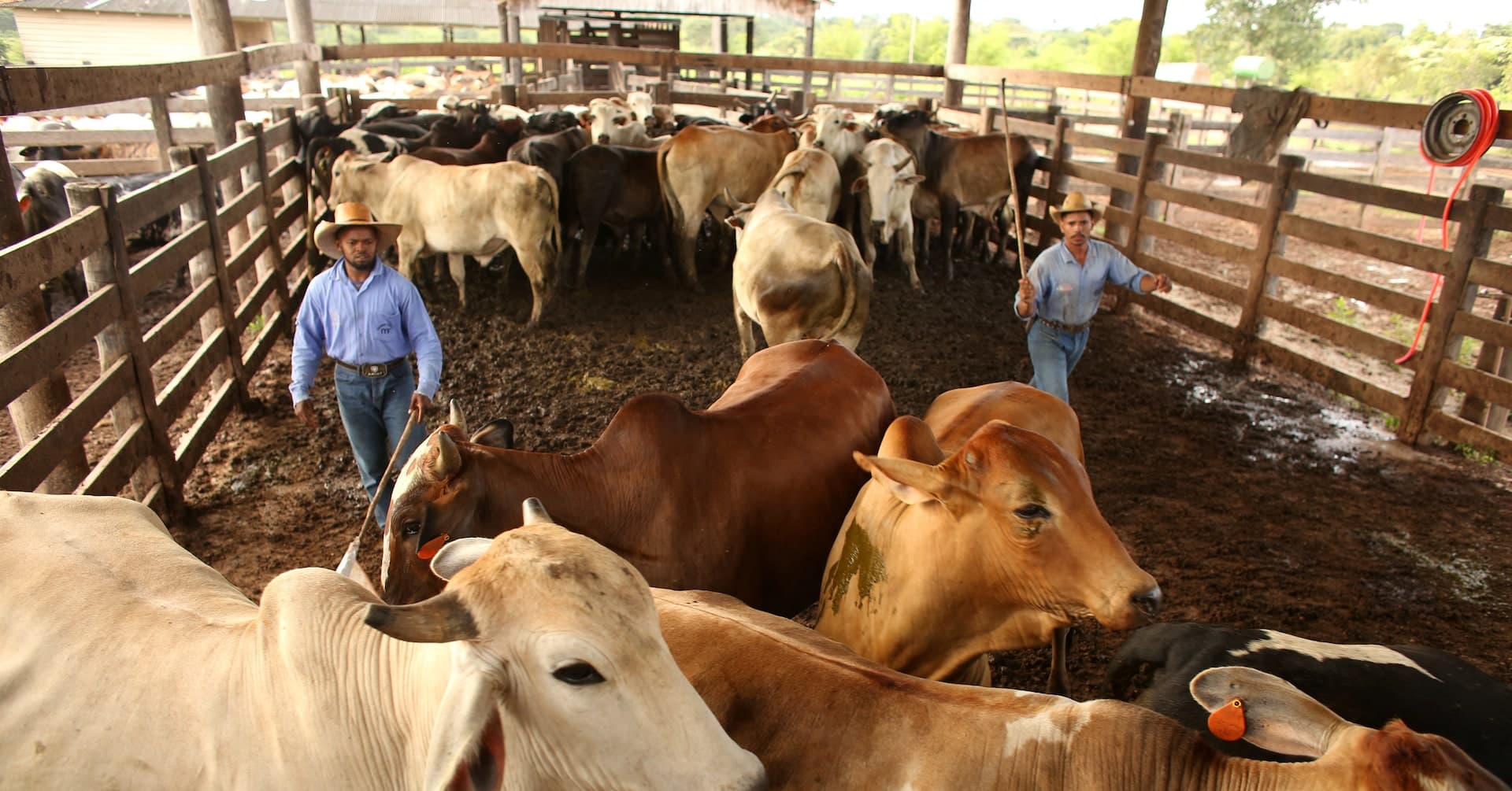 Brazil's Methane Emissions Surge, Surpassing Italy's Greenhouse Gas Output