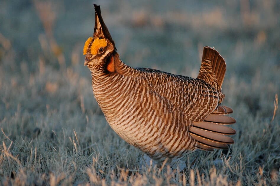 Conservation Groups Seek to Overturn Removal of Lesser Prairie Chicken Protections