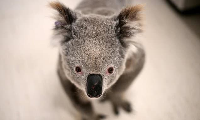 Chlamydia Vaccine Approved to Save Koalas from Extinction