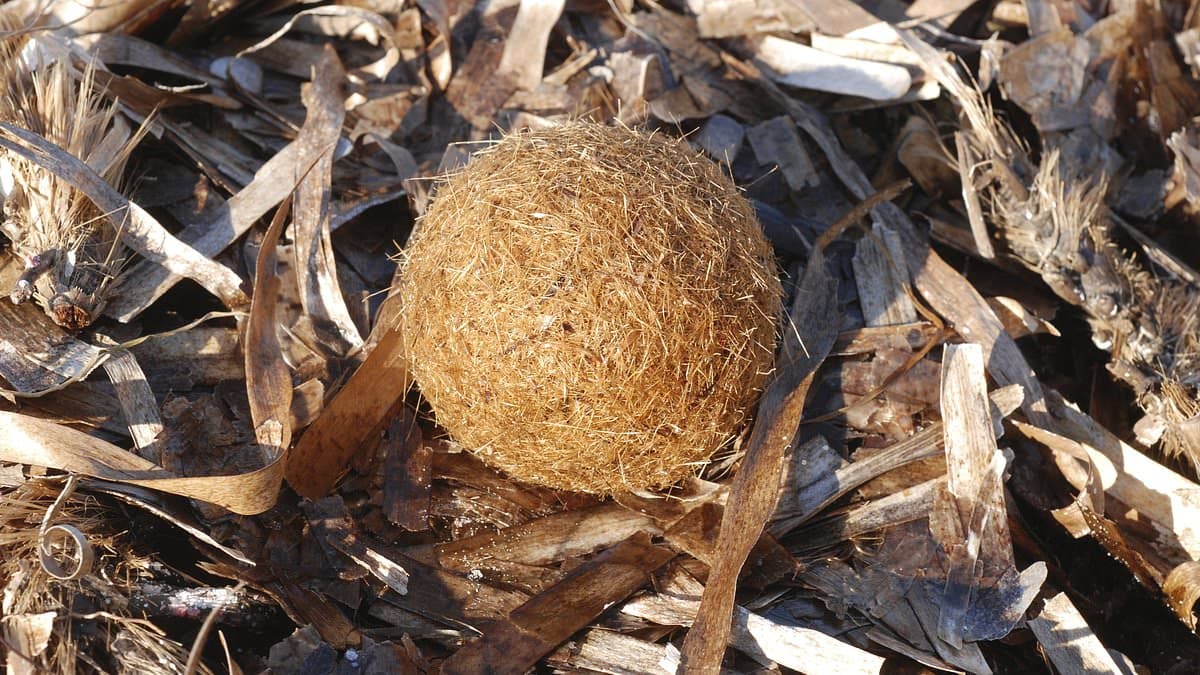 Seagrass Spheres Trap Plastic Pollution in the Mediterranean