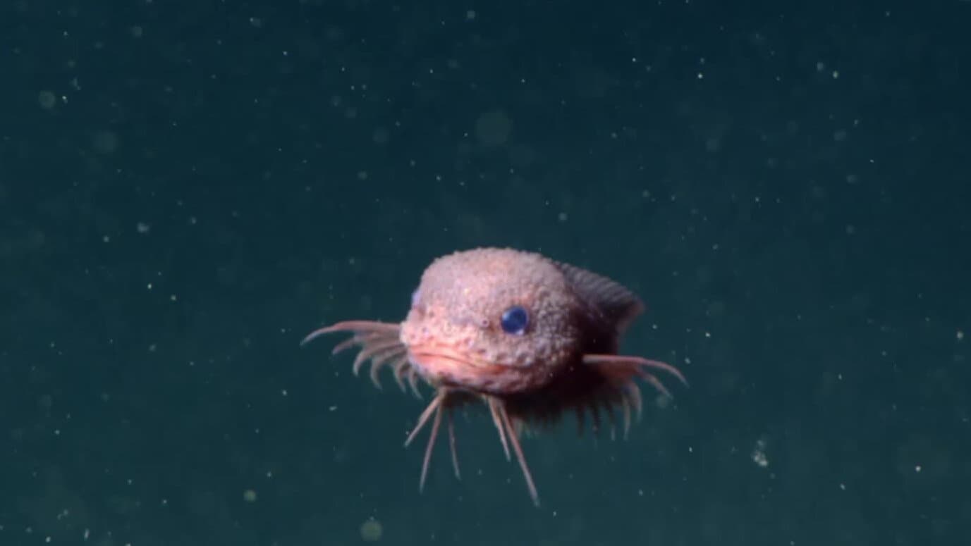 Adorable "Bumpy Snailfish" Discovered in Deep-Sea Trenches