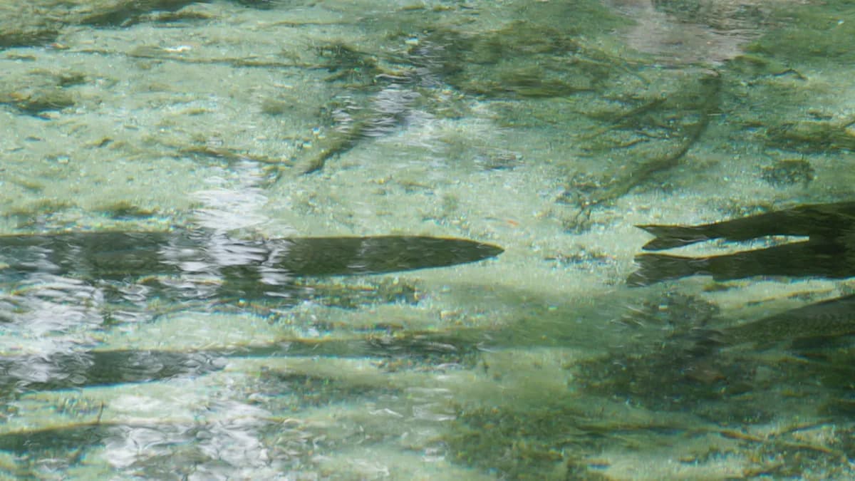 Rare Deep-Sea Shark Spotted 54 Times in Cayman Islands Expedition