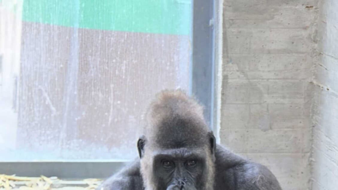 Rare Gorilla Birth Brings Hope to Italian Zoo