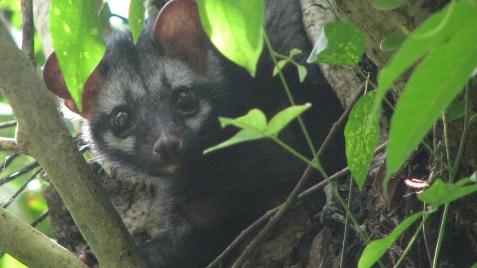 Civet's Courtroom Stench Disrupts Kerala High Court Proceedings