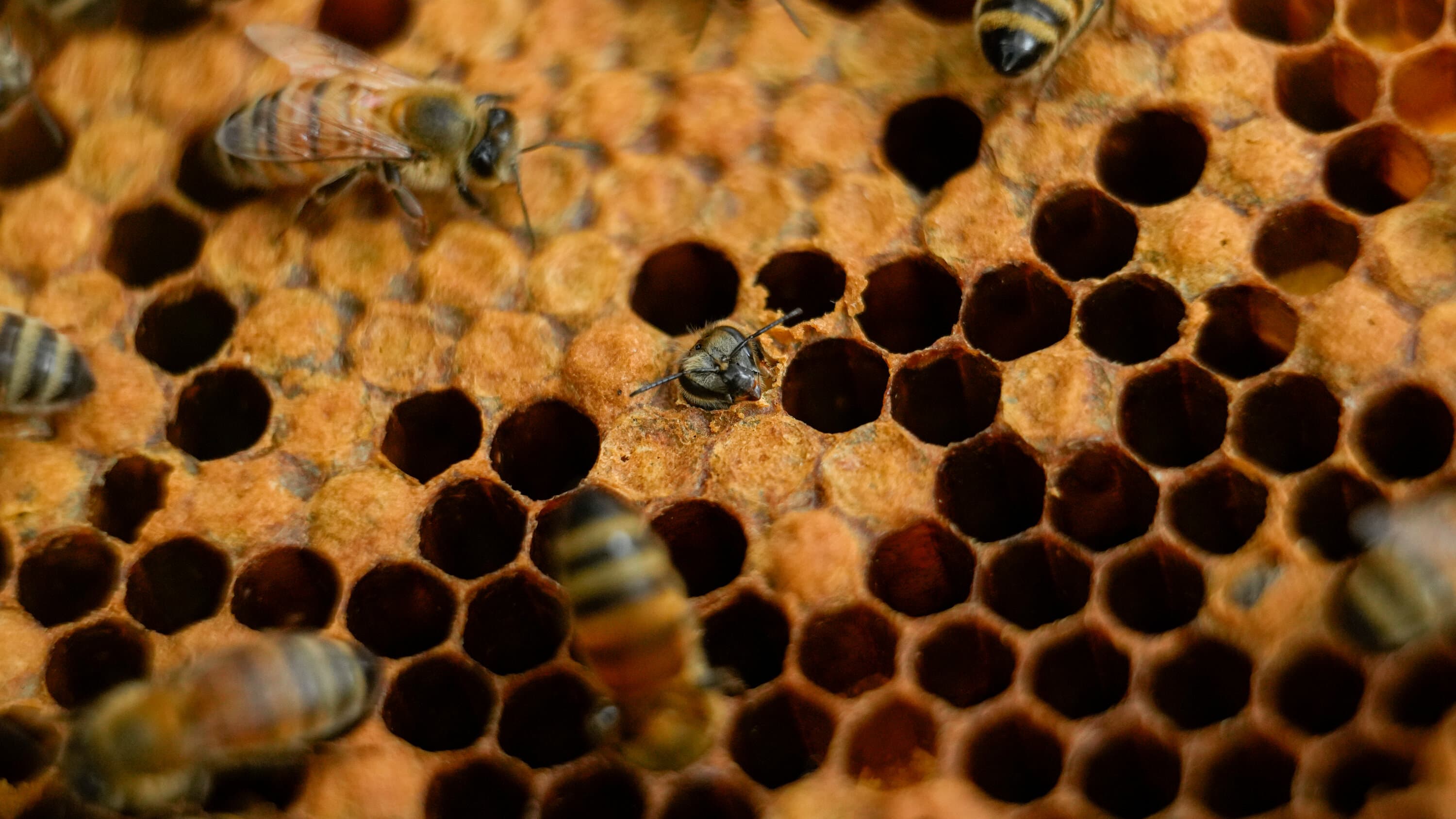 Bees Defy Odds, Construct Flawless Honeycomb on Wonky Foundations