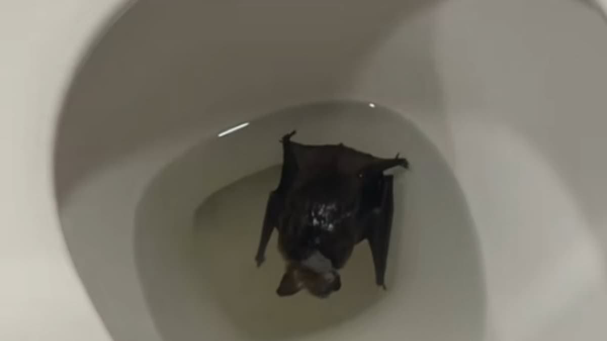 Montréal Woman Rushes for Rabies Shots After Bat Encounter