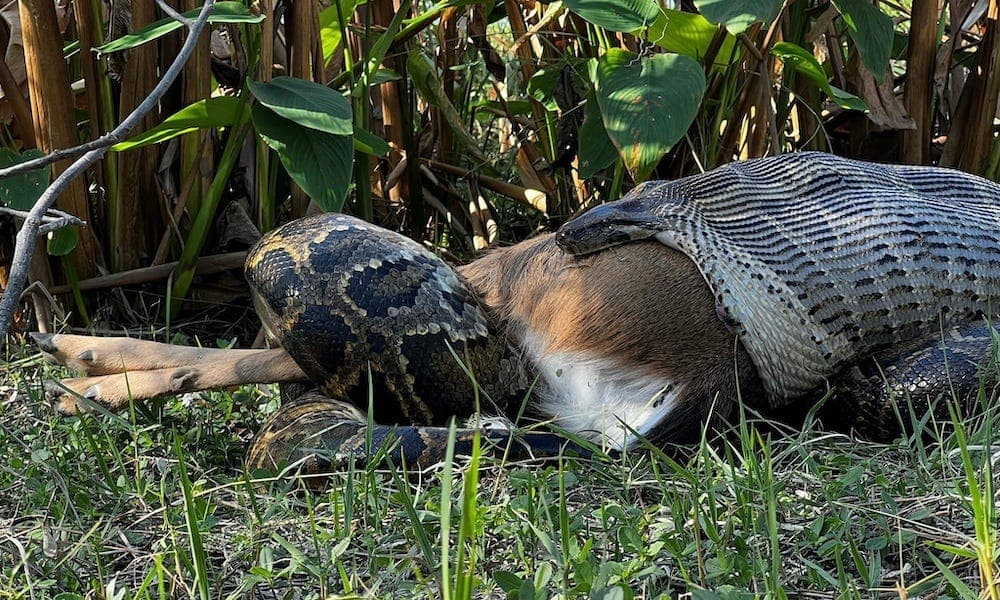 Burmese Pythons' Bone-Digesting Superpower Discovered