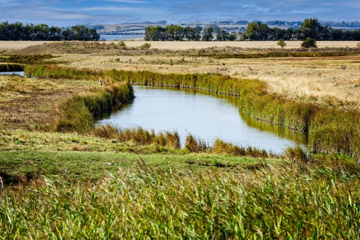 Rare Bittern Breeds in UK Wetlands, Signaling Environmental Restoration Success