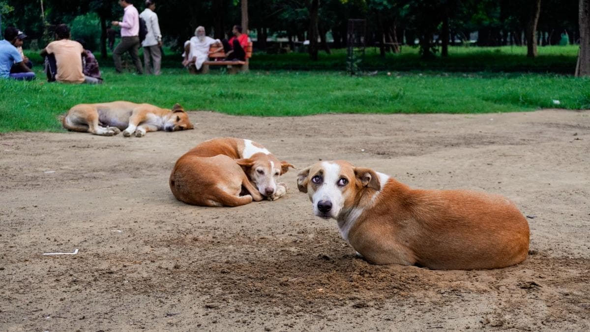 MCD Tackles Stray Dog Crisis with Dedicated Feeding Zones and Expanded Shelters