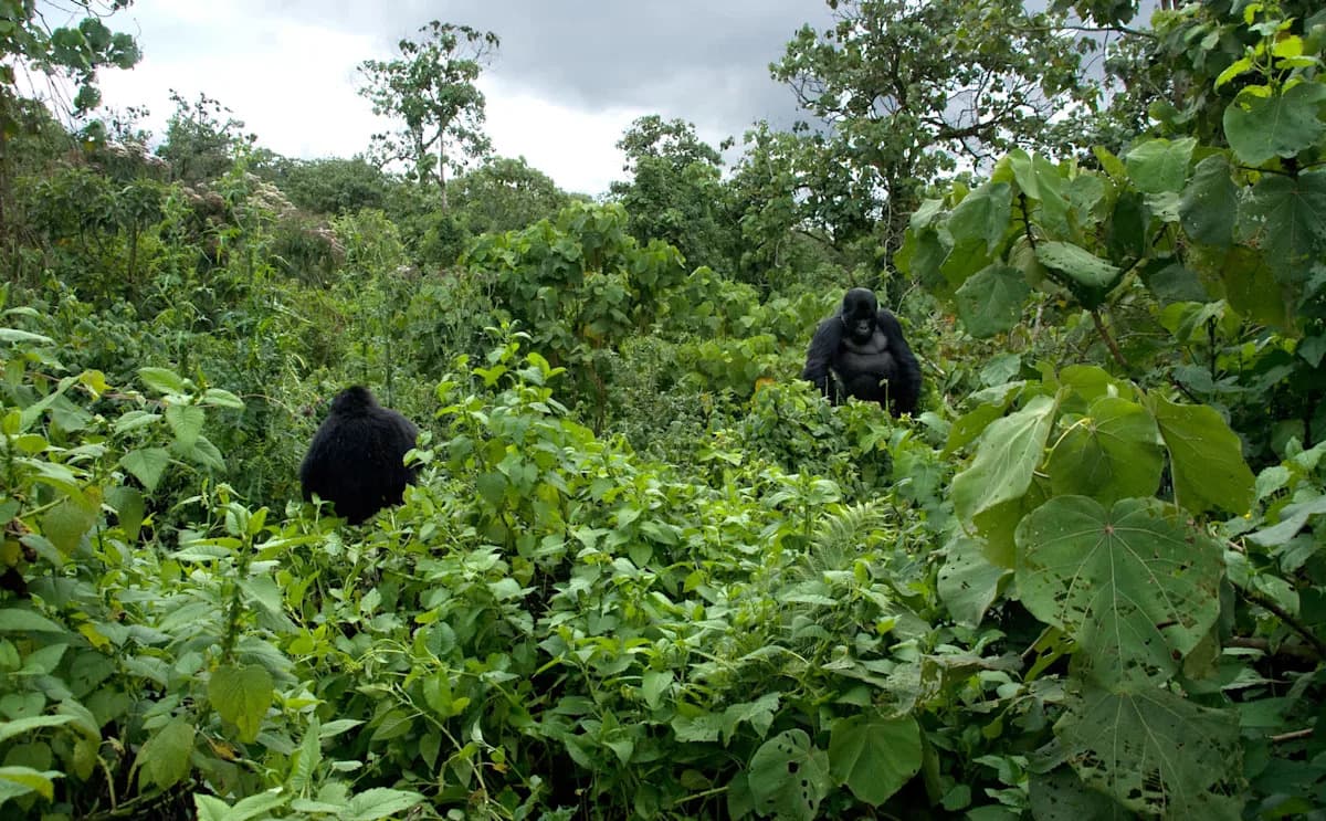 DRC Approves Oil Drilling in Endangered Habitats, Risking Climate Catastrophe