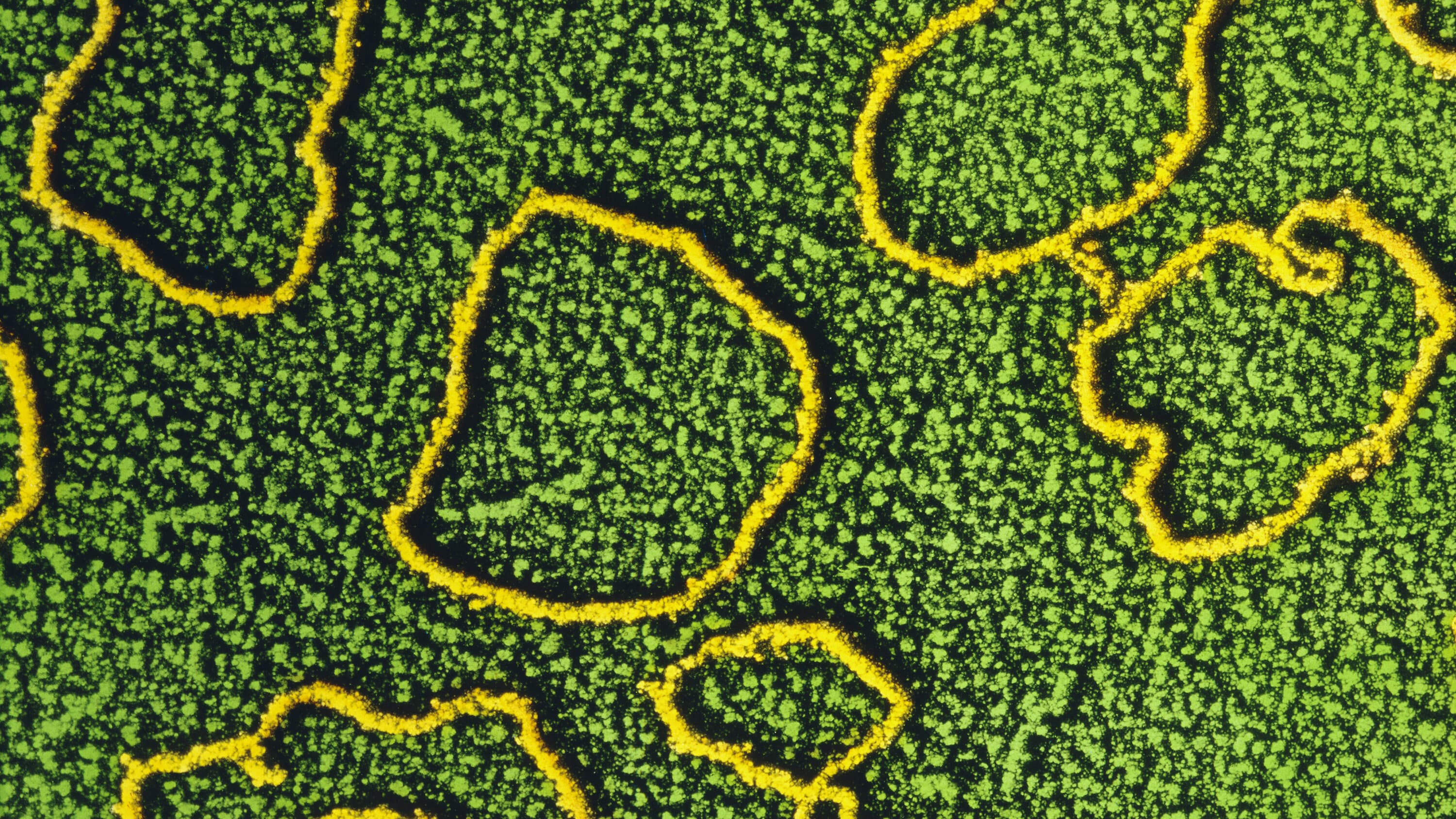 Engineered Bacteria Thrive with Abridged Genetic Code