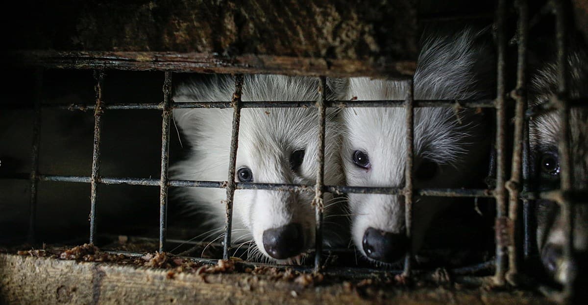 Fur Industry Plummets: A Decade of Ethical Transformation