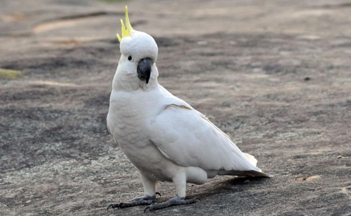 Nest Boxes Offer Hope for Hong Kong's Vanishing Yellow-Crested Cockatoos