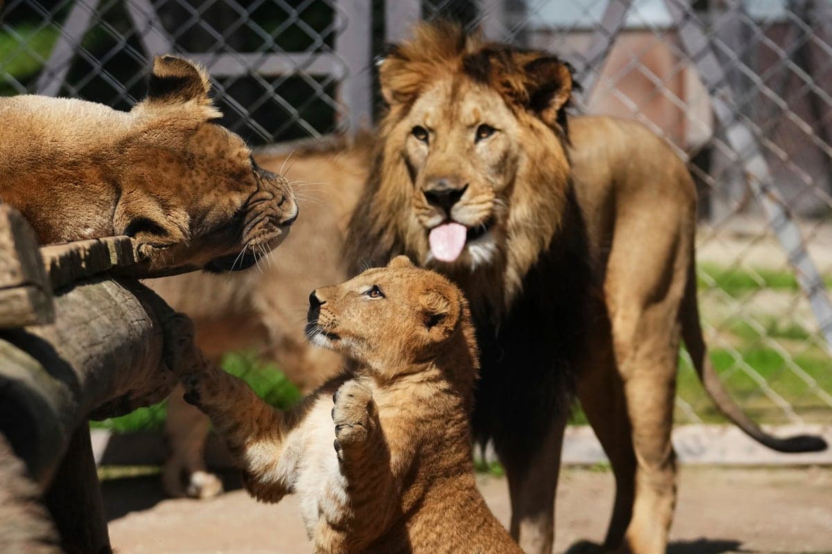 Rare Barbary Lion Cubs Born in Czech Zoo, Boosting Conservation Efforts
