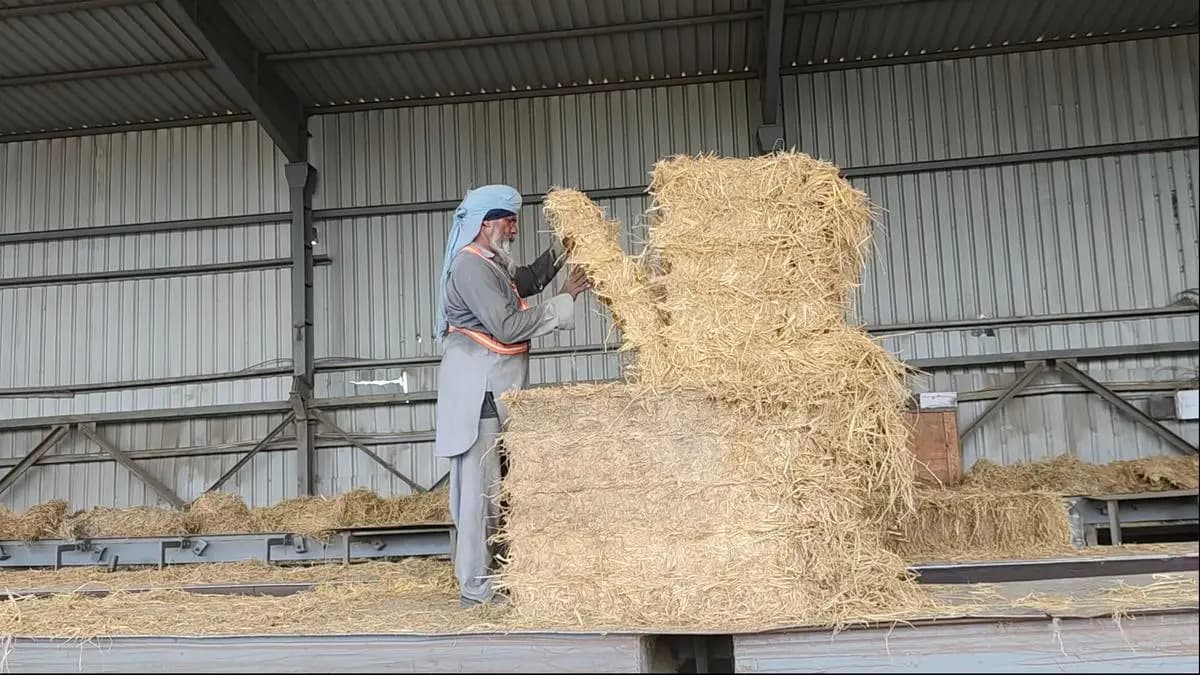 Paddy Straw Fuels Punjab's Biomass Power Plant, Tackling Stubble Burning