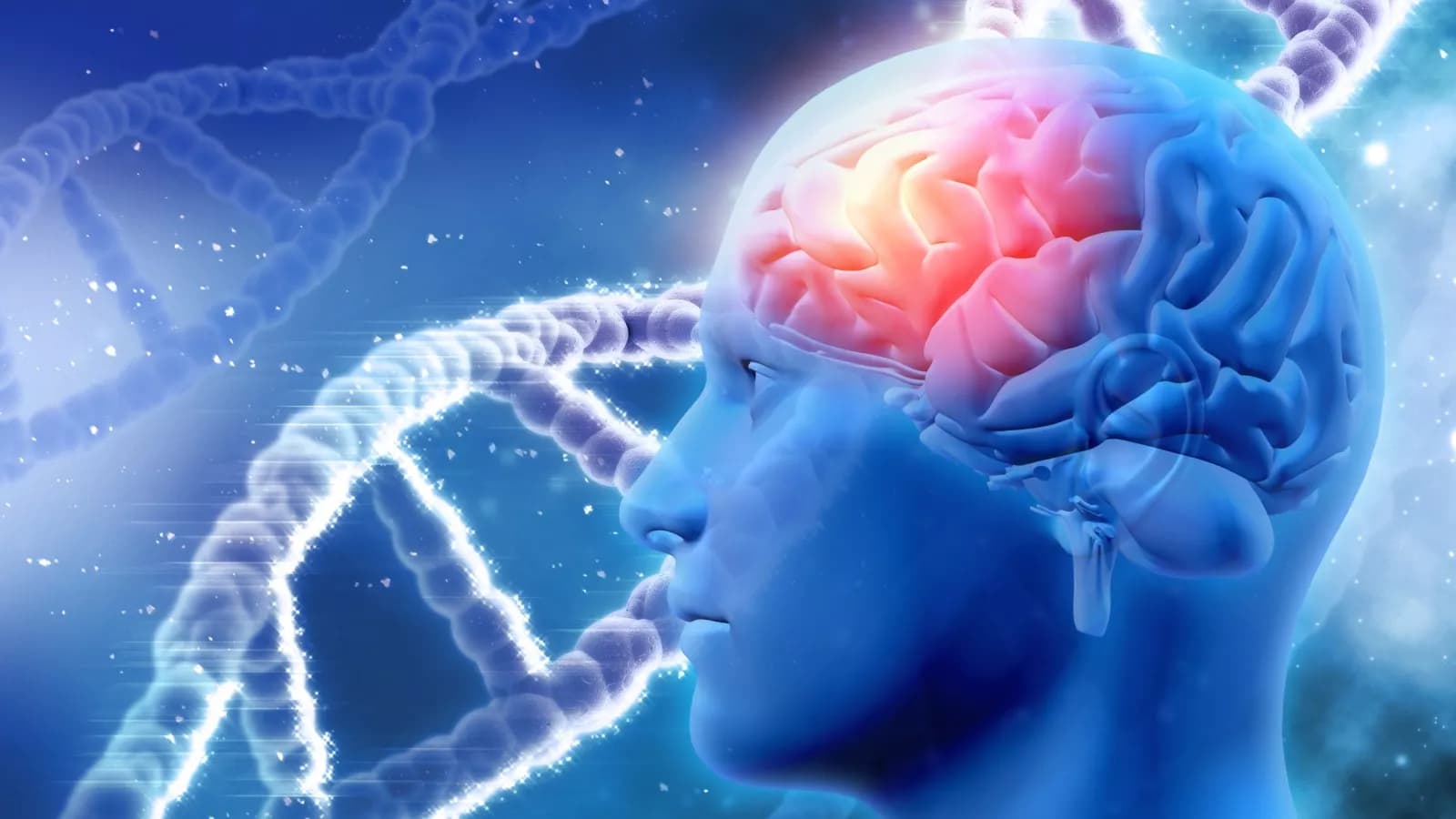 Autism's Evolutionary Roots Uncovered: Unique Human Brain Adaptations Identified