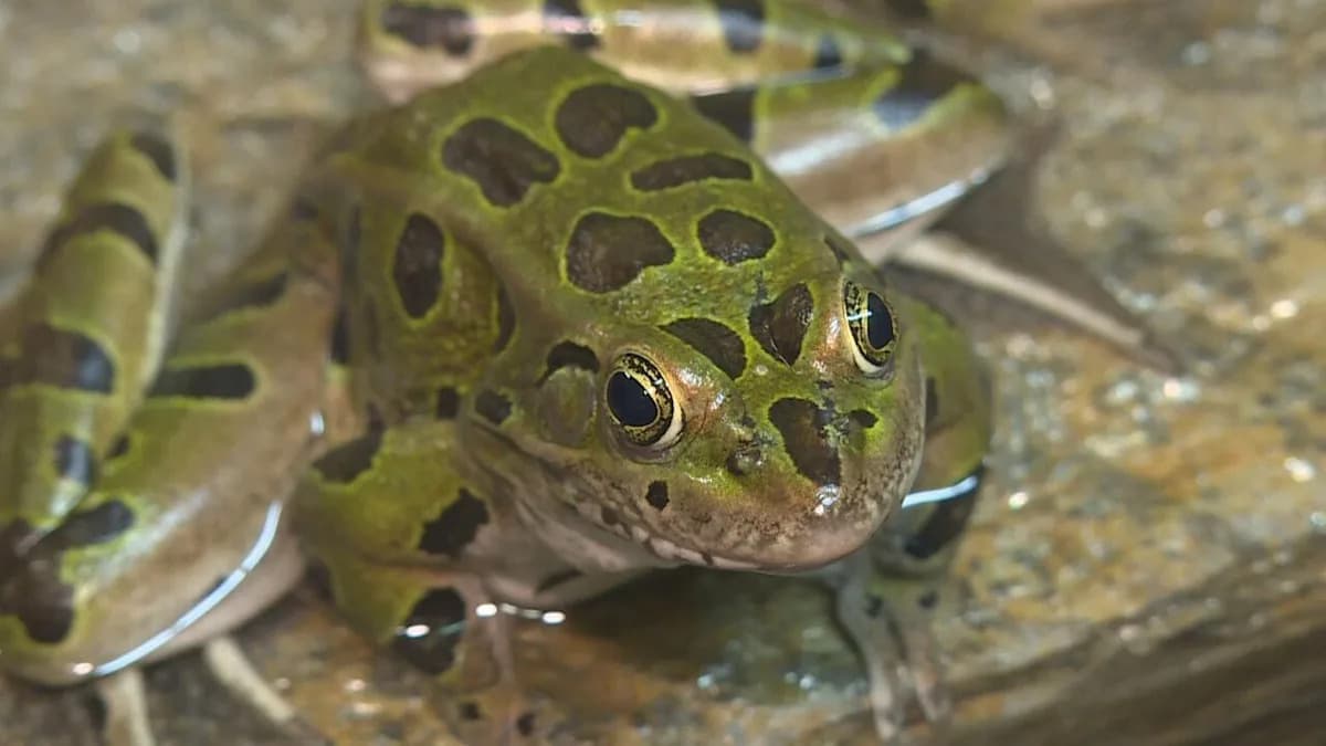 Alberta's Threatened Frog Rebounds Through Reintroduction