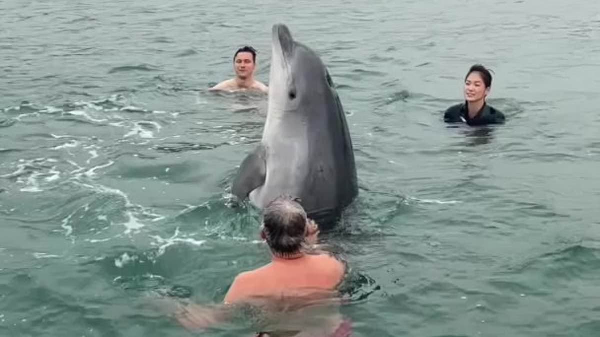 Playful Dolphin Injured by Boat Propeller After Joining Swimmers in Dorset