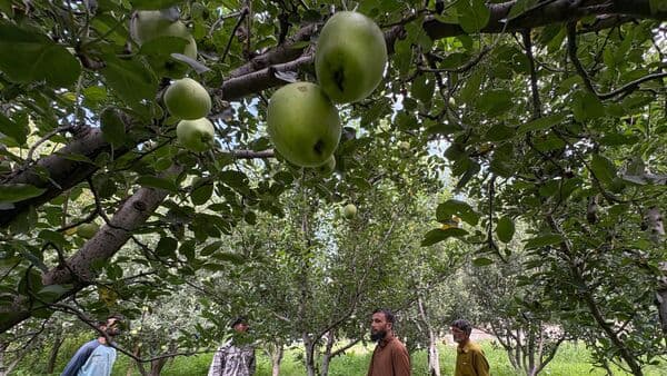 Kashmir's Apple Growers Face Steep Price Crash as Yields Disappoint
