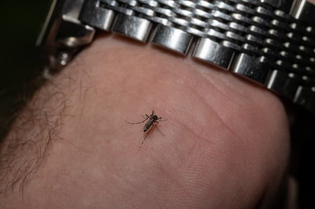 Colorado Sees First West Nile Virus Death of the Year