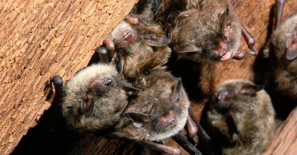 Bat-Infested Cabins Spark Rabies Scare in Grand Teton National Park