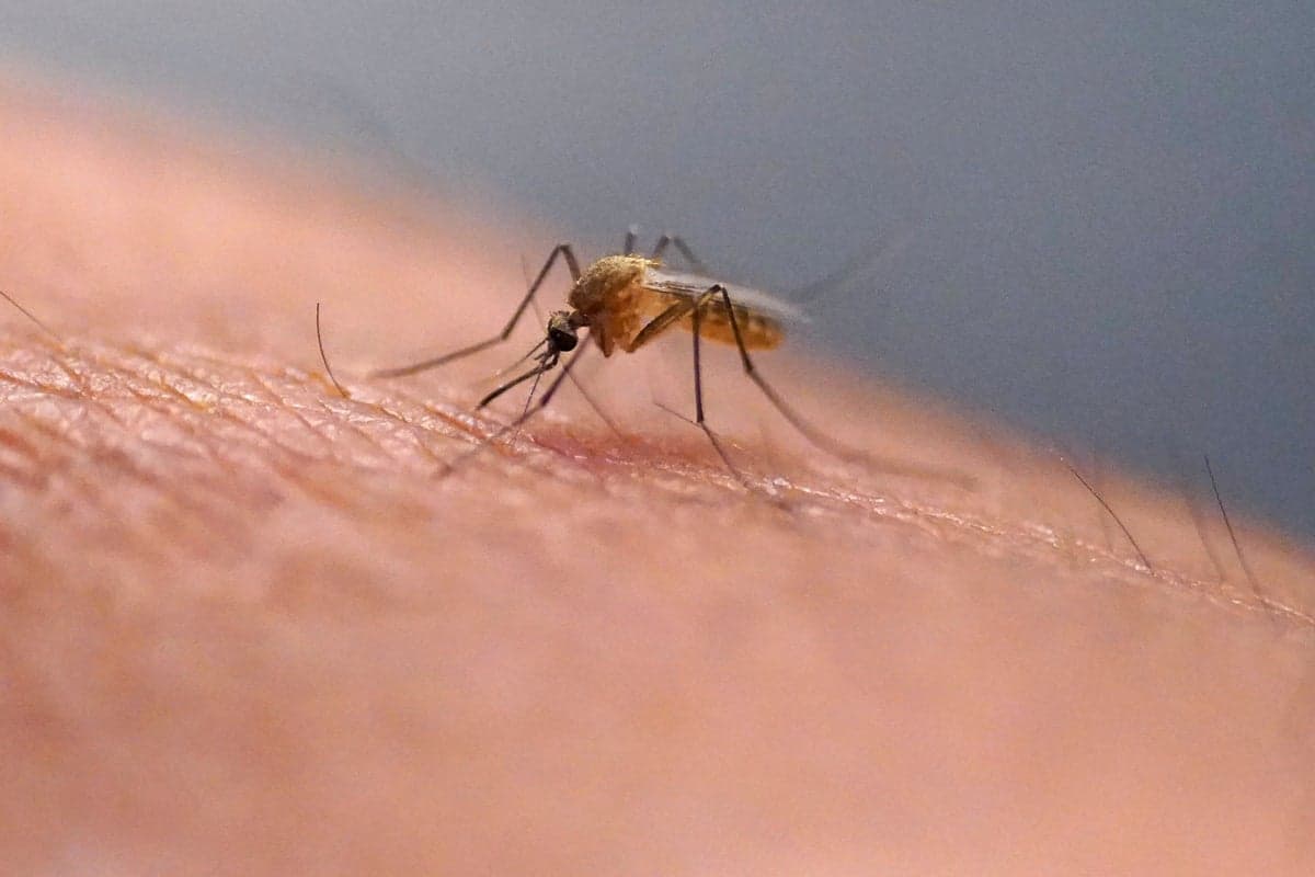 Chikungunya Outbreak Sweeps Southern China, Thousands Infected