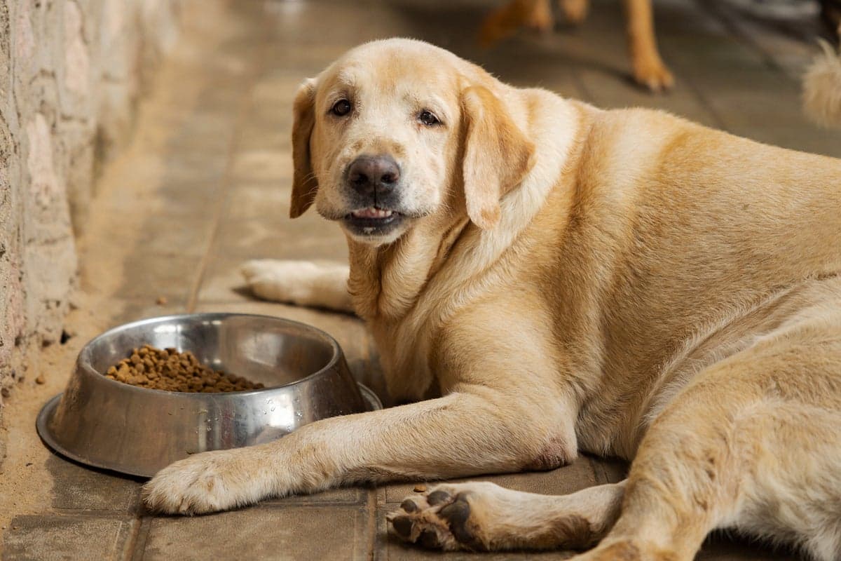 Biotech Firms Unleash Weight-Loss Drugs for Pampered Pups