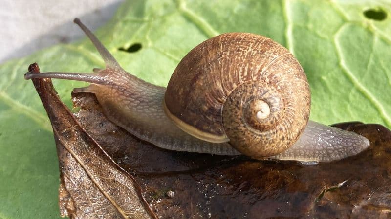 Rare Left-Spiraling Snail Sparks Nationwide Search for Love in New Zealand