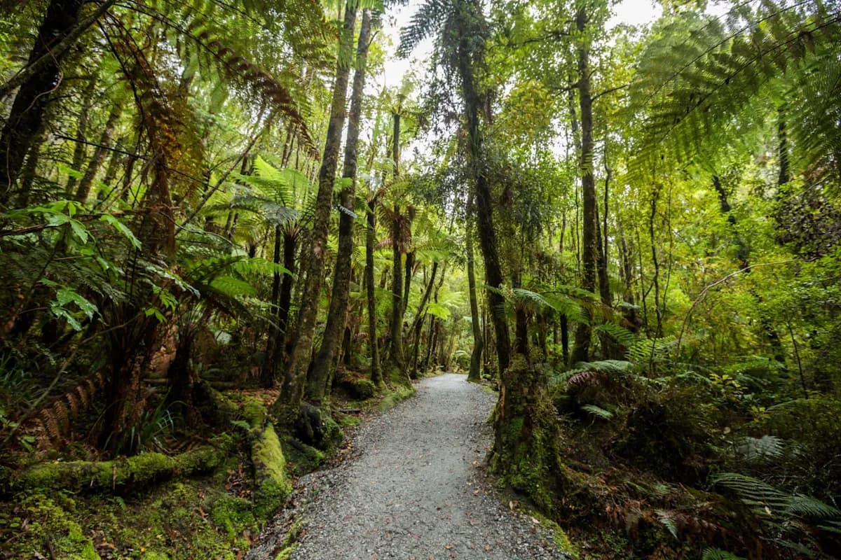 Rare Kiwi Species Spotted After Decades of Believed Extinction