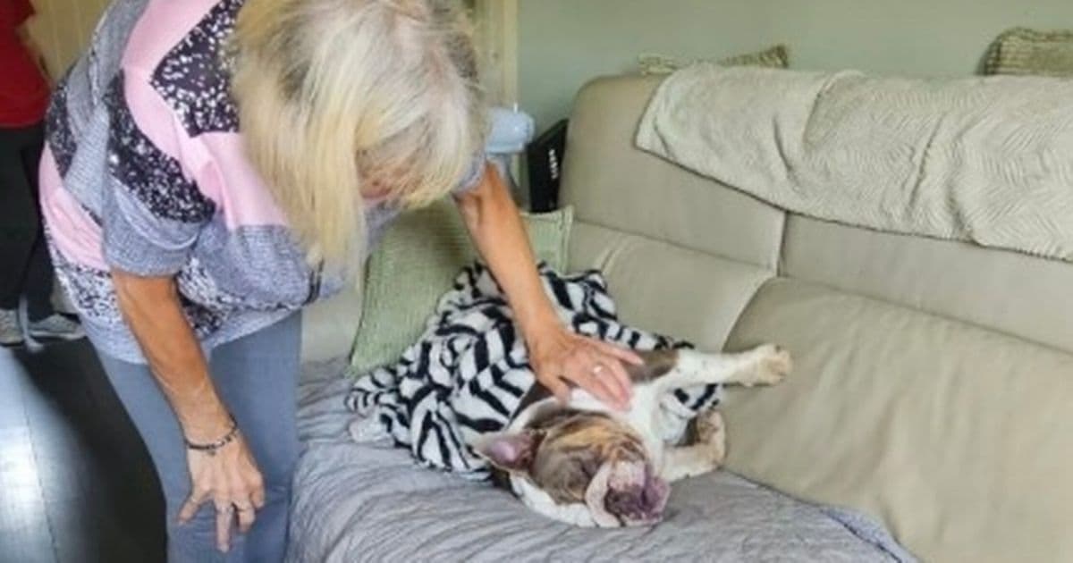 Grieving Owner Finds Beloved Dog Dead After Disastrous Walk