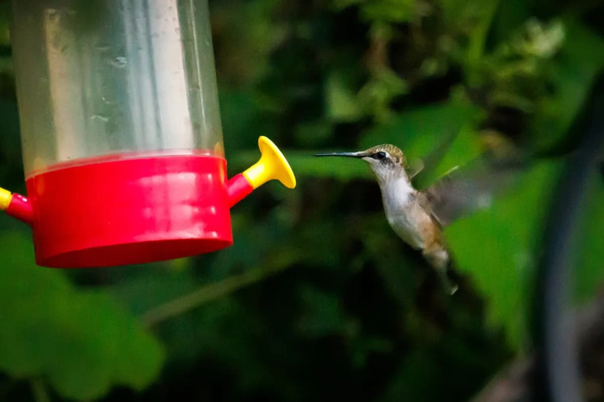 Hummingbirds Embark on Southbound Migration to Warmer Climates