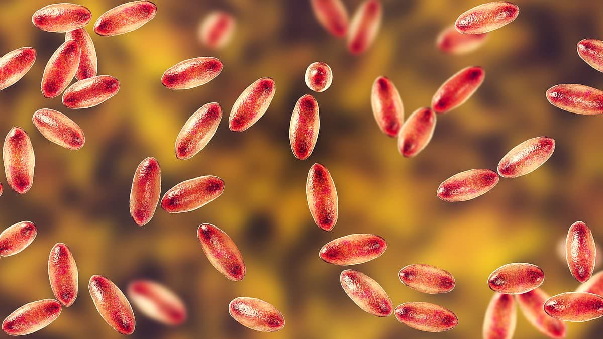 Plague Resurfaces in the US, Sparking Concerns Amid Ongoing Outbreaks